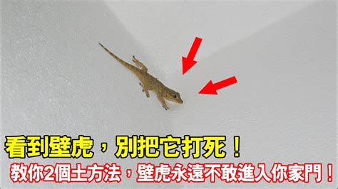 壁虎死掉風水|【壁虎死掉風水】壁虎死掉風水徵兆大解析！千萬別輕忽，帶來吉。